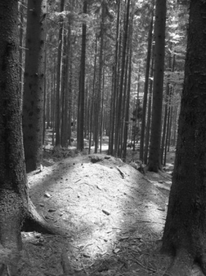 Černobíle… - V lese