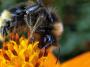 Cmeliak, bumblebee