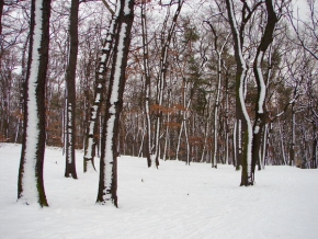 Kouzlení zimy - Zimní les