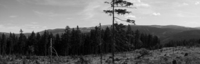 Černobíle… - Panorama