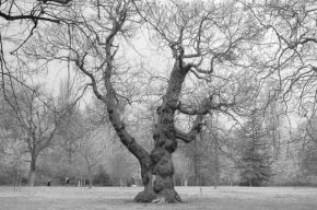 Černobíle… - Strom