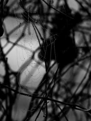 Černobíle… - Pavučinka