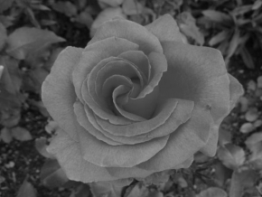 Černobíle… - Černobílá růže
