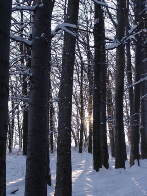 Kouzlení zimy - Les v zimě