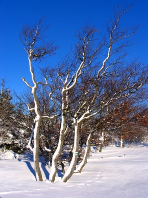 Kouzlení zimy - Stromy