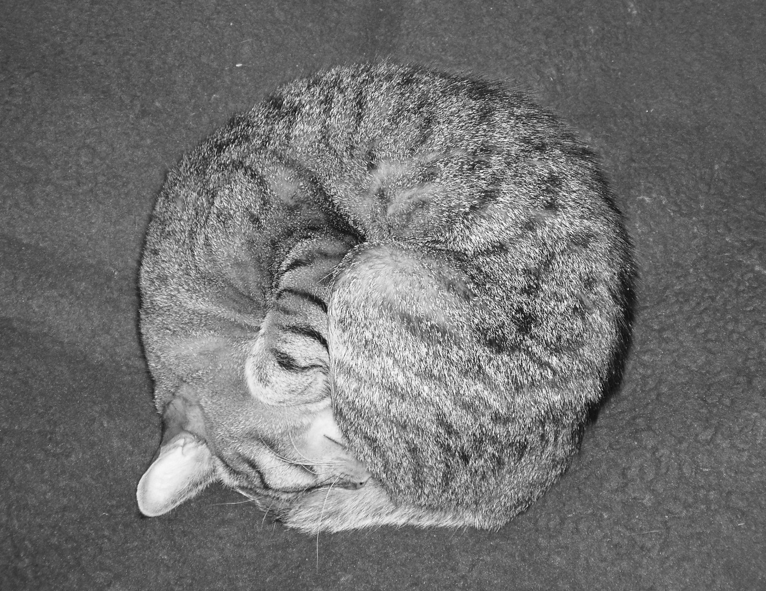 Kočičí kruh