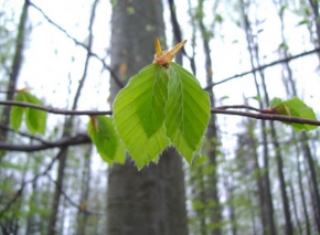Stromy - Jarní listy
