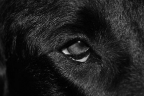 Černobíle… - Psí oko