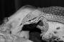Jaroslav Forejt - Varanus acanthurus