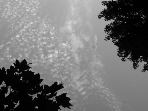 Černobíle… - Stromy a nebe