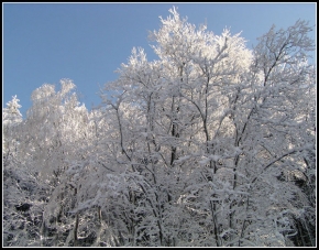 Kouzlení zimy - Stromy....