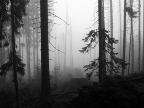Černobíle… - Šumavská mlha