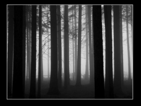 Černobíle… - Listopad v lese