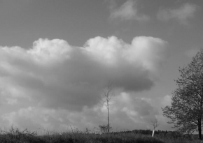 Černobíle… - Strom a nebe