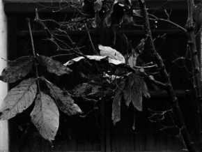 Černobíle… - Podzimní slzy