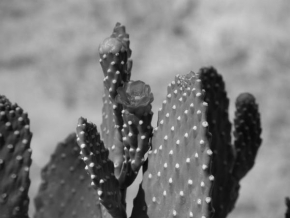 Černobíle… - Život v poušti