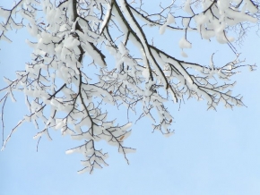 Kouzlení zimy - Větvičky