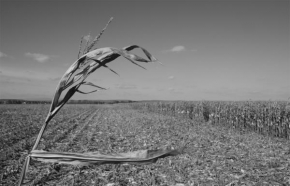 Černobíle… - Osamocená kukuřice