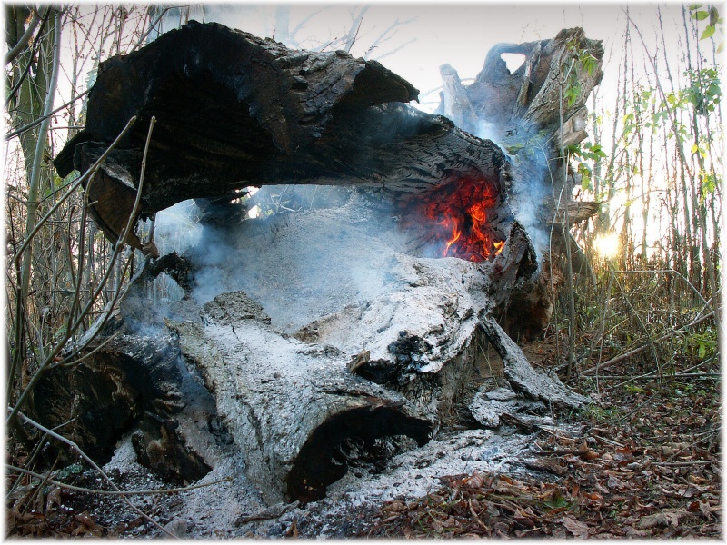 Hořící strom 1
