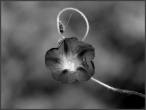 Černobíle… - Ohořelý květ