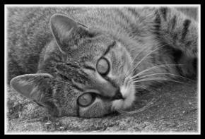Černobíle… - Kočka  domácí