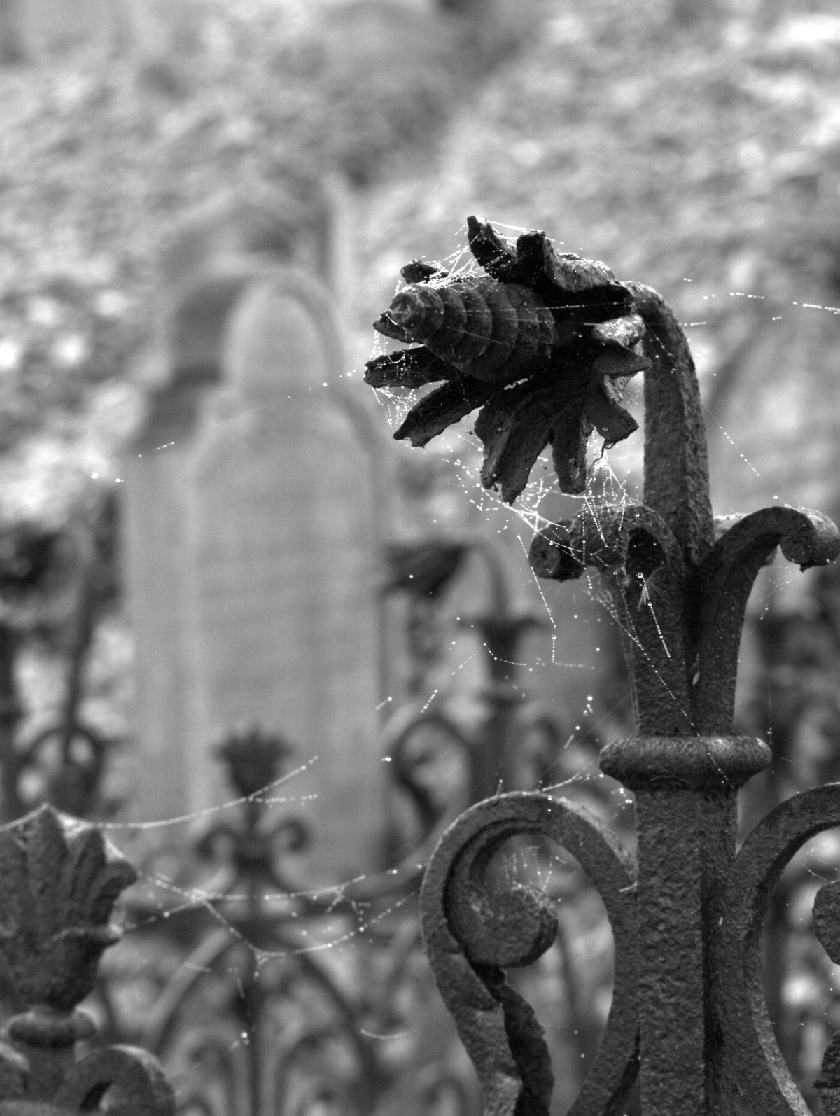 Podzim na židovském hřbitově
