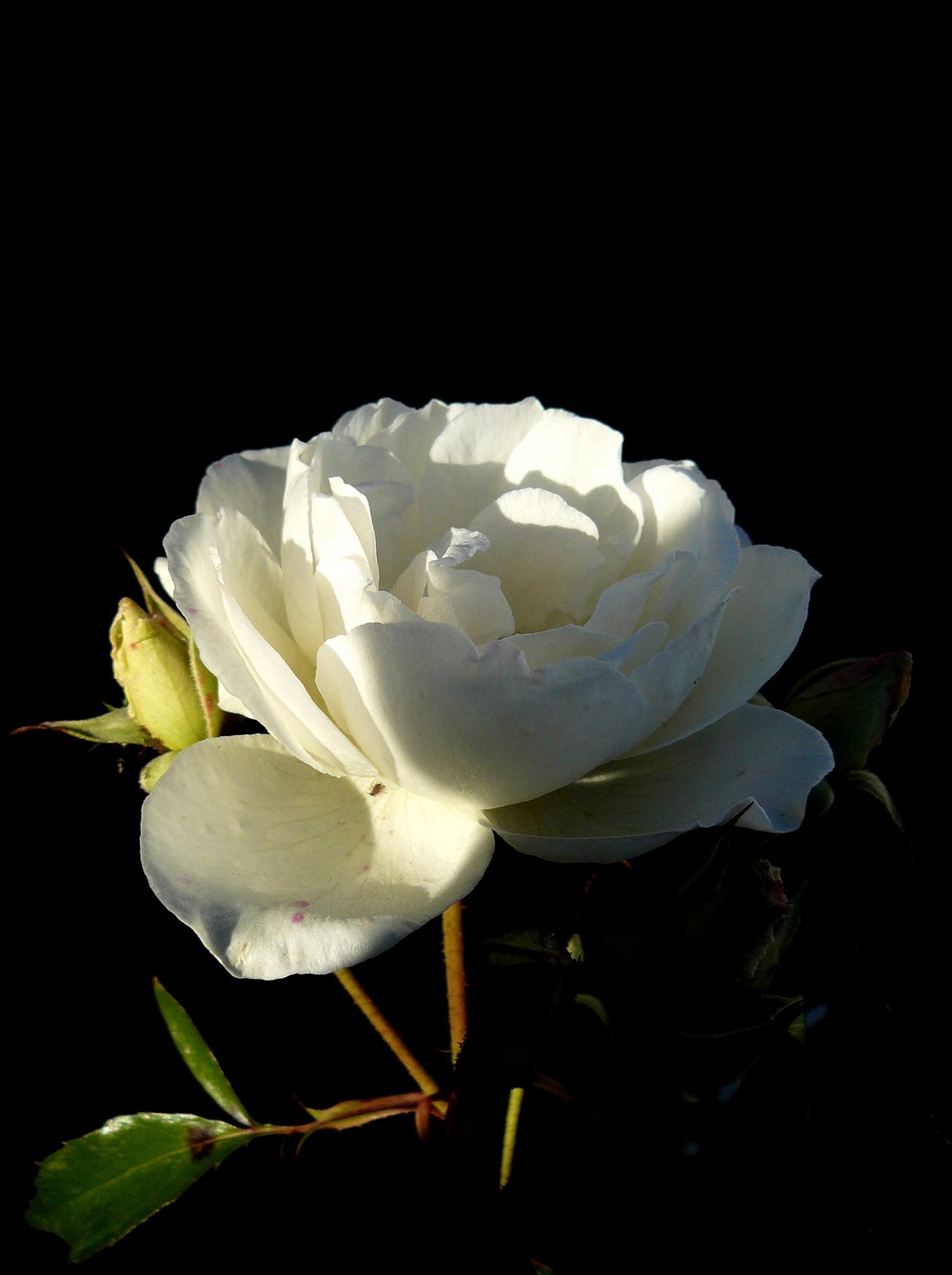 Bílá růže z kouzelné zahrady