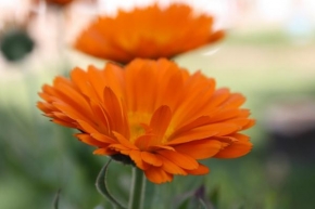 Půvaby květin - Orange