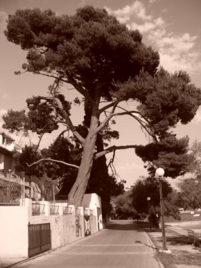 Černobíle… - Opuštěný strom