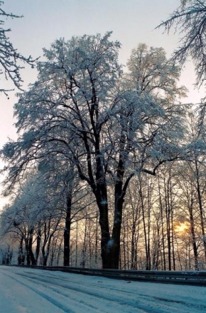 Stromy - Sněžné listí