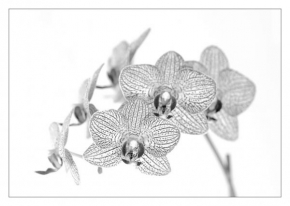 Milan Černý - Phalaenopsis