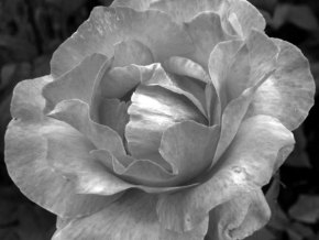 Černobíle… - Květ