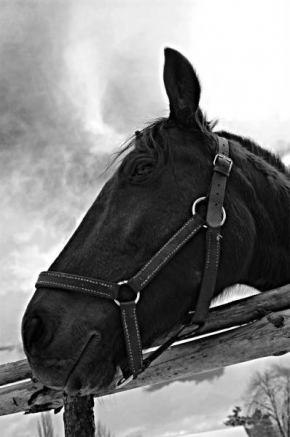 Černobíle… - Koňská duše 2