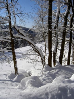 Kouzlení zimy - Louka zpoza stromu
