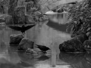 Černobíle… - Black bird