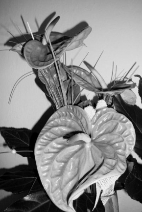Černobíle… - I černobílá kytice může být krásná