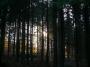 Josef Švestka -Slunce mezi stromy