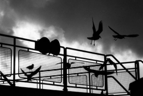 Černobíle… - Ptáci