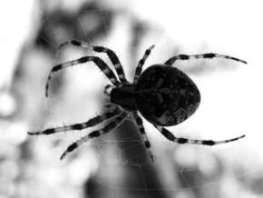 Černobíle… - Pavouk