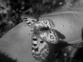 Černobíle… - Motýl