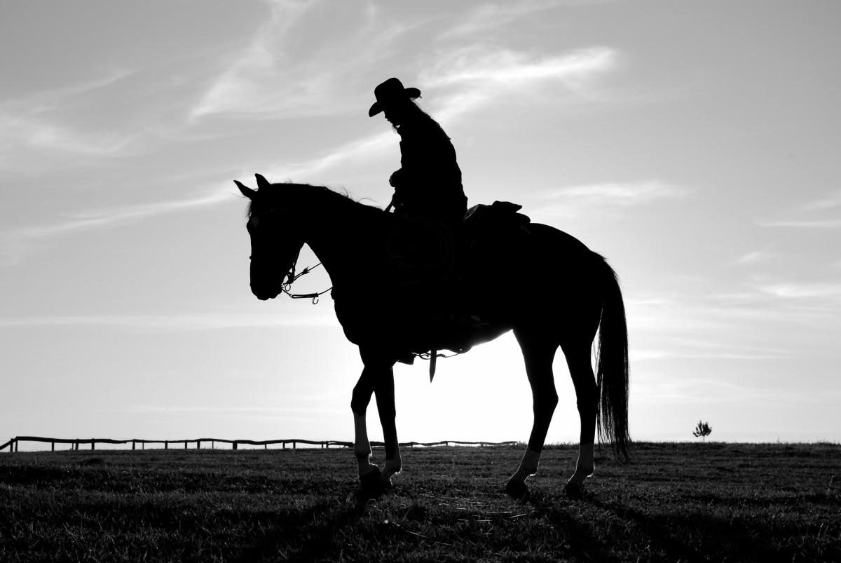 Cowboy na koni