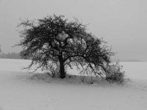 Černobíle… - Strom a první sníh