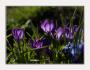 Crocus sativus