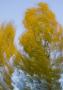 Milka Bindasova - Dancing tree_2