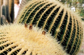 Půvaby květin - Kaktus Maximus