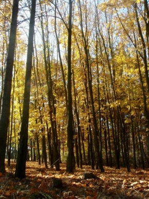 Stromy - Radava na podzim