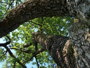 Stromy - Stary strom