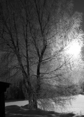 Kouzlení zimy - Pohádkový strom, černobílá variace