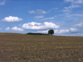 Jana Novotná - Strom v poli