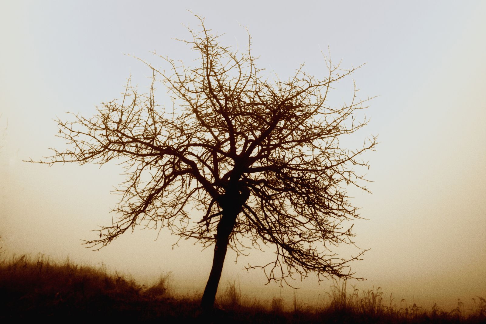 Strom před mlhou